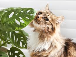 10 plants toxic to cats the wildest