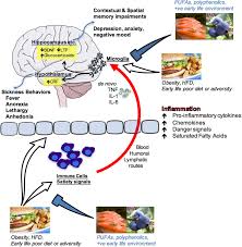 nutrition impacts cognition and emotion