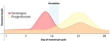Training Around Your Menstrual Cycle Enlivening Elle