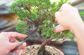 bonsai trees and how to prune them