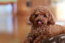6 toy poodle breeders in uk the poodle