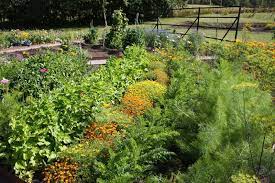 Plant Your First Vegetable Garden