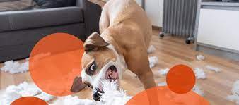 your dog from chewing destructively