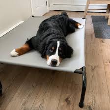 12 best dog beds for large dogs