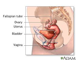 Jump to navigation jump to search. Normal Female Anatomy Medlineplus Medical Encyclopedia Image