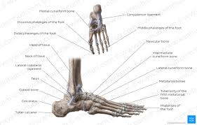 Diagram Pictures Bones Of The Foot Anatomy Kenhub