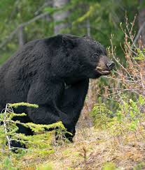 Bear Oclock How To Hunt Spring Black Bears Based On Their