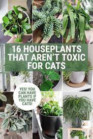 16 Non Toxic Plants For Cats To Add To