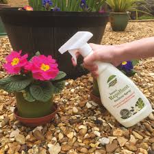 organic insect repellent plant spray