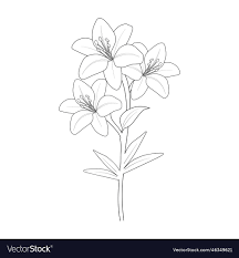 realistic lily flower drawing coloring