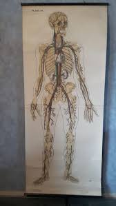 Old Anatomical School Chart Of The Vascular System Linen