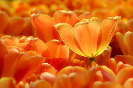 Blooming tulips flowerbed in keukenhof flower garden, netherland. Tulips Orange Flowers Free Photo On Pixabay