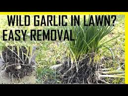 Wild Onions And Garlic In Your Lawn
