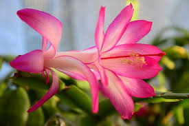 What is a christmas cactus. Christmas Cactus Has Brown White Black Yellow Spots On Leaves Ready To Diy