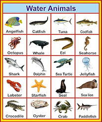 Buy Sds Learning Water Animals Chart For Kids Reading