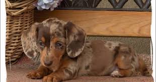 They were developed in the early. Miniature Dapple Dachshund Puppies For Sale In Nc