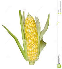 117 Best Images About Corn On The Cob On Pinterest Sweet Corn Ears  gambar png