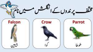birds name in english to urdu and hindi
