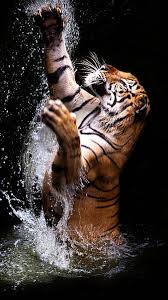 hd water tiger wallpapers peakpx