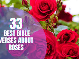 33 best verses about roses