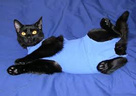 The suitical recovery suit serves as an alternative to a full body bandage. I Took Our 2 Young Cats To The Veterinarian For Necessary Surgery An Incision In The Abdomen Requiring Stitches After The Operation Cat Wounds Cats Cat Post