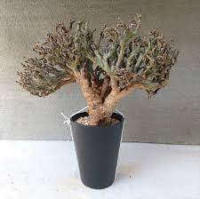 発根チャレンジ】Euphorbia hamata ユーフォルビア ハマタ 鬼棲木 発根管理してみる - And Plants