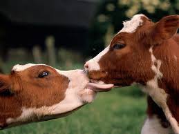 good morning kiss cute love calw