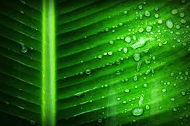 green banana leaf with substance of