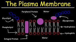 Fluid Mosaic Model Of The Plasma Membrane Phospholipid Bilayer