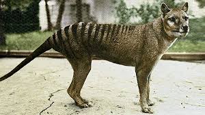 Thylacine truthers believe they've captured images of a family of the extinct animal in tasmania, and have sent the pictures to biologists. Thylacine Extinct Page 3 Line 17qq Com