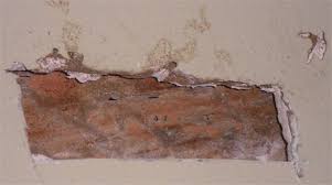 Wall Damage in Gypsum  CO Merck Pest Solutions