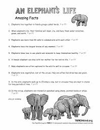 an elephant s life peta elephant s life lesson plan worksheet