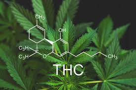 THC Detox: 3 Ways to Pass a Cannabis Drug Test - Sensi Seeds