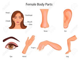 Medical Education Chart Of Biology For Female Body Parts Diagram