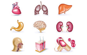 Human Organs Free Vector Download It Now