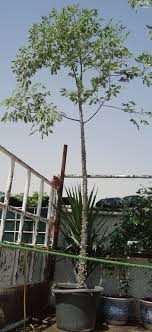 But it had erased off. Chorisia Speciosa The Silk Floss Tree Buy Online Green Souq Uae