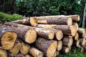 is pine good firewood wood dad