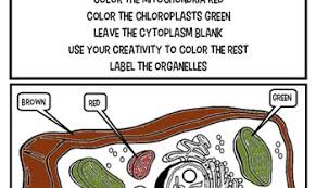 Plant and animal cell coloring sheets. Plant Animal Cells Coloring Activity Worksheet 6th 7th 8th High School