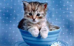 cute kitten wallpapers those can make