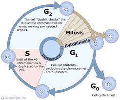 chapter 12 the cell cycle flashcards