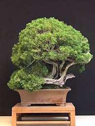 an exceptional bonsai before after