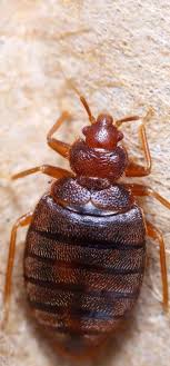 Do you know the secrets of sewing? Bed Bug Facts Bug Off Pest Control East Valley Arizona