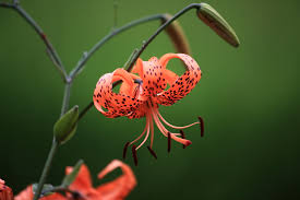 tiger lily meaning interesting facts
