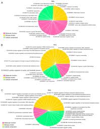 Identification Of Candidate Genes And Mirnas Associated With
