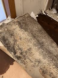 mold removal sos cleaning restoration