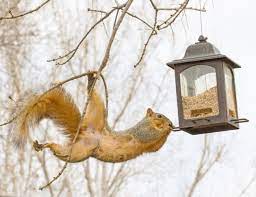 squirrels in bird feeders keep them