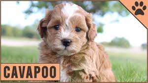 They offer puppies for sale in pa, ohio and more. Cavapoo Characteristics Advice Cavoodle Youtube
