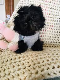 Click here to watch donut in action! Buy Imperial Shih Tzu Puppies Toy Shih Tzu Puppies For Sale At Curtis Imperial Shih Tzu