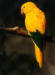 Paradise birds casey images paradise birds anna and nelly images : Ararajuba Beautiful Birds Colorful Birds Pretty Birds