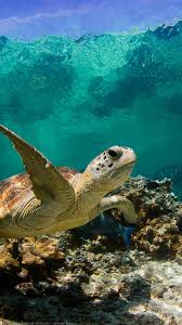 54 sea turtles desktop
